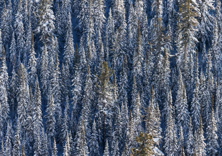 Background of winter forest from high point of view. Backgroundの写真素材