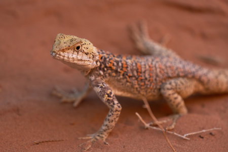 A Colorful Desert Lizard Resting on Sandy Desert Terrain in Nature
