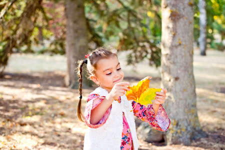 A little girl walks in the autumn forest with a beautiful yellow fallen leaf. A cheerful girl smiles and holds a large bright leaf from a tree.の写真素材
