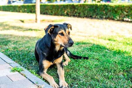 street stray dog lies on the lawn in the city. Sad dogの写真素材
