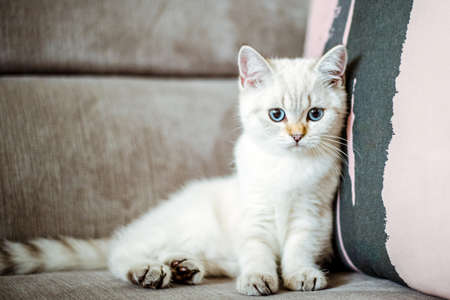 A cute light gray British kitten with blue eyes is sitting on a gray sofa.の写真素材