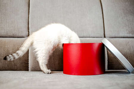 Young cat peeking out of a gift boxの写真素材