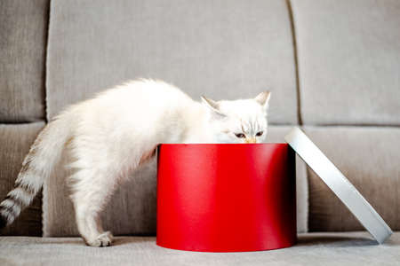 Young cat peeking out of a gift boxの写真素材