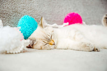 A cute white British kitten is sleeping on the sofa in colorful pompoms. Muzzle of a sleeping kitten kitten close upの写真素材