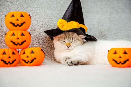 A kitten of a cat of the British breed for Halloween or Thanksgiving in asleep in a black hat with a witch hat on a gray blanketの写真素材