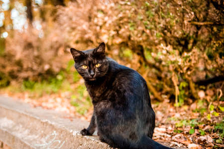 Black beautiful cat with orange eyes sits in the autumn forestの写真素材