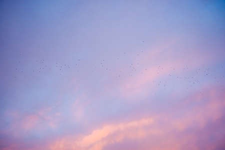 Dramatic sunrise, sunset pink purple sky with clouds background texture. A flock of migratory birds against the backdrop of a beautiful skyの写真素材