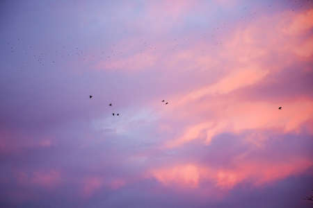 Dramatic sunrise, sunset pink purple sky with clouds background texture. A flock of migratory birds against the backdrop of a beautiful skyの写真素材