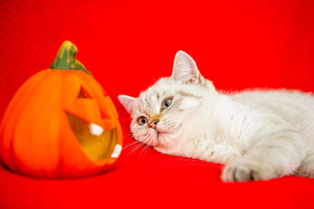 A cute British kitten lies on a red bedspread next to a pumpkin for Halloween.の写真素材