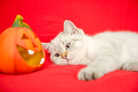 A cute British kitten lies on a red bedspread next to a pumpkin for Halloween.の写真素材