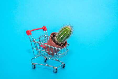 Small cart with a basket for purchases in the store on a blue background. miniature shopping basket with a small green cactus. the camera is focused on the cactus. Place for your text.の写真素材