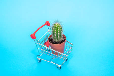 Small cart with a basket for purchases in the store on a blue background. miniature shopping basket with a small green cactus. the camera is focused on the cactus. Place for your text.の写真素材
