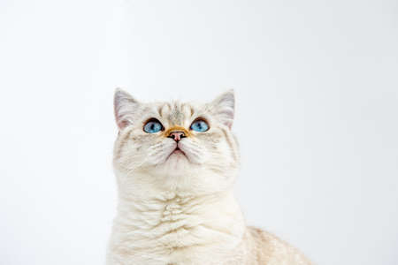 adorable british shorthair kitty looks up and sits on a white background in the studio. Place for textの写真素材