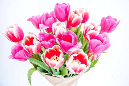 Bouquet of spring pink tulips wrapped in paper for a gift isolated on a white backgroundの写真素材