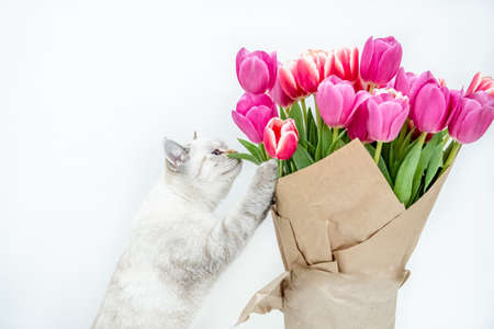 white cat of british breed with a bouquet of pink tulips wrapped in paper for a gift on a white isolated backgroundの写真素材