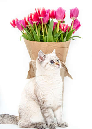 white cat of british breed with a bouquet of pink tulips wrapped in paper for a gift on a white isolated backgroundの写真素材