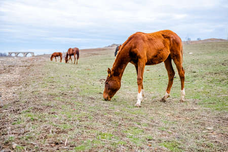 Brown young horse stallions in a farm field, autumn photo.の写真素材