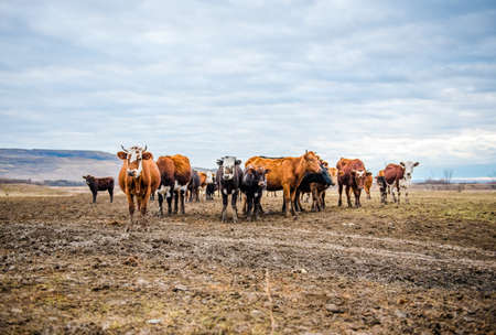A group of cows is walking on the ground in the field. The field is part of agricultural land. It's an autumn day in Russia. A herd of cows looking into the lens on an autumn dayの写真素材