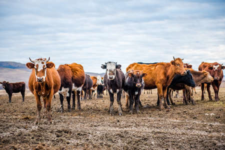 A group of cows is walking on the ground in the field. The field is part of agricultural land. It's an autumn day in Russia. A herd of cows looking into the lens on an autumn dayの写真素材