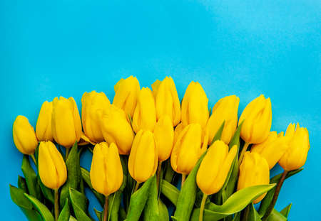 Spring flowers. Yellow tulips on blue background, top view, copy space border. Bouquet of yellow tulips on a blue background. Place for textの写真素材