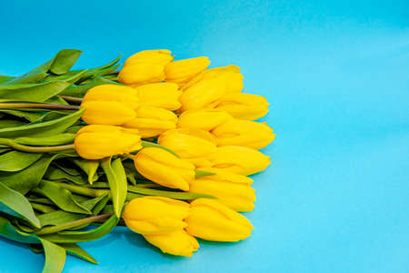 Spring flowers. Yellow tulips on blue background, top view, copy space border. Bouquet of yellow tulips on a blue background. Place for textの写真素材