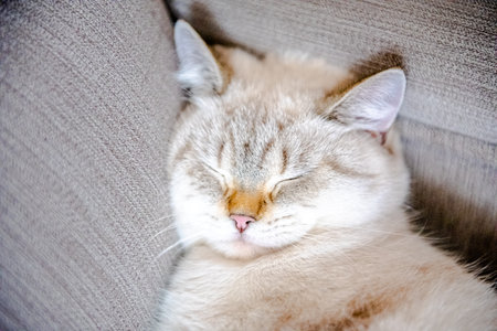 British cat is sleeping on the couch. Cat face close upの写真素材