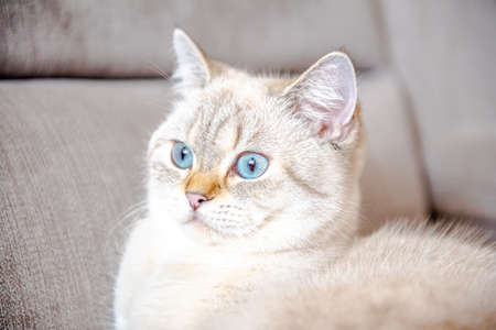 British cat is sleeping on the couch. Cat face close upの写真素材