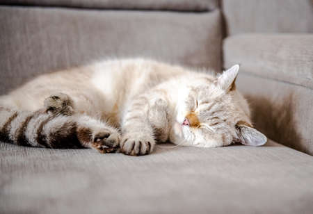 British cat sleeping on couchの写真素材