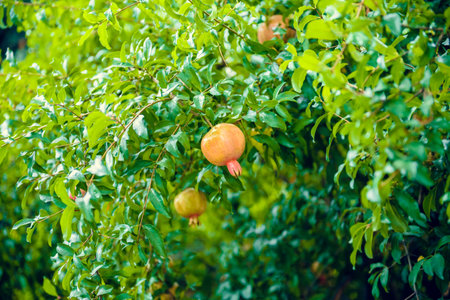 Ripe red pomegranate fruit on tree branch in gardenの写真素材
