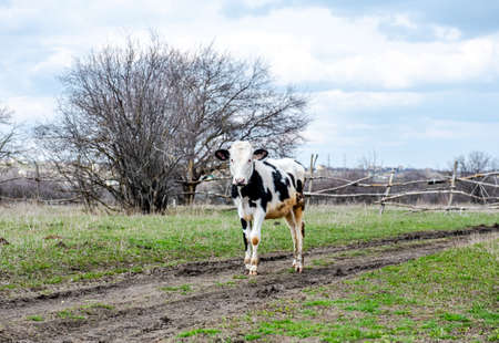 A small black-and-white calf walks along a muddy road in early spring to pasture. The concept of agriculture. Black and white calf looking at the cameraの写真素材
