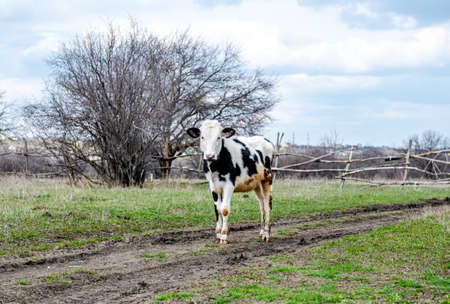 A small black-and-white calf walks along a muddy road in early spring to pasture. The concept of agriculture. Black and white calf looking at the cameraの写真素材