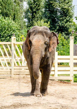 African elephant in zoo behind cage closeup photoの写真素材