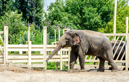 African elephant in zoo behind cage closeup photoの写真素材