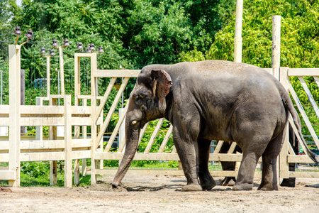 African elephant in zoo behind cage closeup photoの写真素材