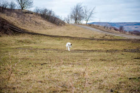 White dog in the meadow on the background of a road.