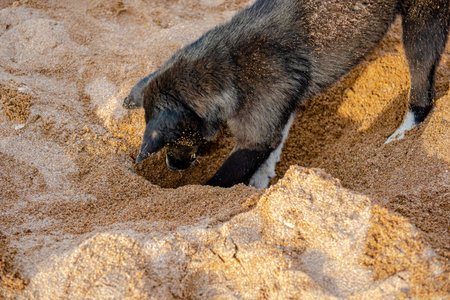 Funny black dog digs a hole in the sand on the beach during summer vacation.の写真素材