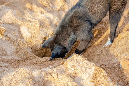 Funny black dog digs a hole in the sand on the beach during summer vacation.の写真素材