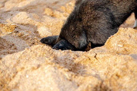Funny black dog digs a hole in the sand on the beach during summer vacation.の写真素材