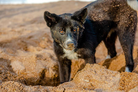 funny dog of black color runs walks on the beach on a summer sunny day. muzzle of a dog in the sandの写真素材