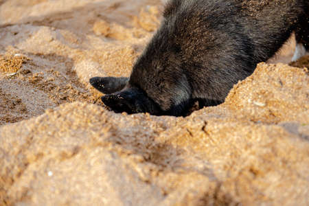 Funny black dog digs a hole in the sand on the beach during summer vacation.の写真素材