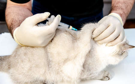 A veterinarian in white disposable gloves vaccinates a white British cat. An injection for a pet. At the veterinary clinic.の写真素材