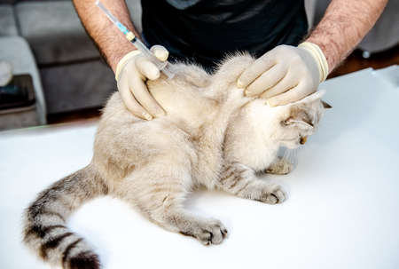 A veterinarian in white disposable gloves vaccinates a white British cat. An injection for a pet. At the veterinary clinic.の写真素材