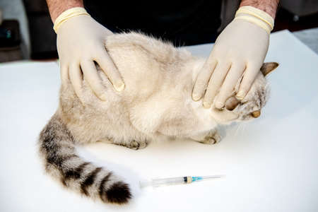 A veterinarian in white disposable gloves vaccinates a white British cat. An injection for a pet. At the veterinary clinic.の写真素材