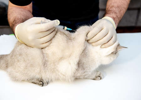 A veterinarian in white disposable gloves vaccinates a white British cat. An injection for a pet. At the veterinary clinic.の写真素材
