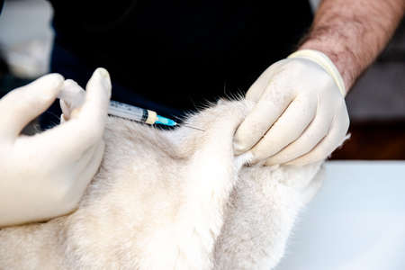 A veterinarian in white disposable gloves vaccinates a white British cat. An injection for a pet. At the veterinary clinic.の写真素材