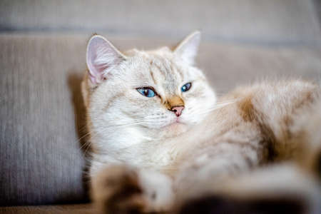 a light sleeping cat lies on a gray sofa with a blurred background, only the animal's face is in focusの写真素材