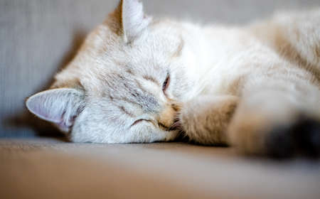 a light sleeping cat lies on a gray sofa with a blurred background, only the animal's face is in focusの写真素材