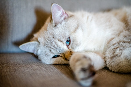 a light sleeping cat lies on a gray sofa with a blurred background, only the animal's face is in focusの写真素材