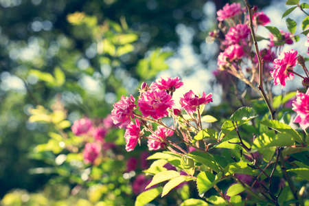 Bush of pink roses in the fence