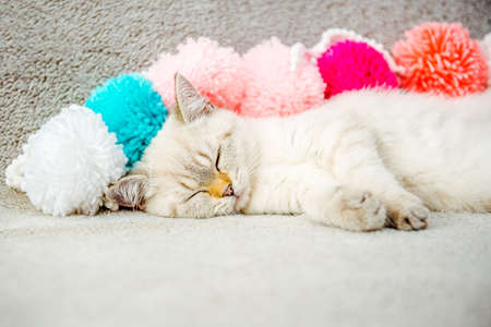 A cute white British kitten is sleeping on the sofa in colorful pompoms. Muzzle of a sleeping kitten kitten close upの写真素材